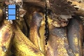 Sene 27_Morpho 14 Morpho feeding on banana